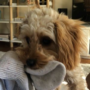 Meet your Posher, Rob